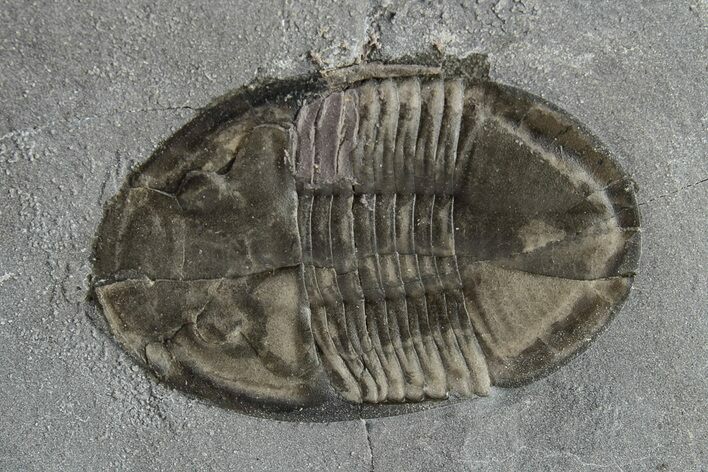 Isoteloides Flexus Trilobite - Fillmore Formation, Utah #226175